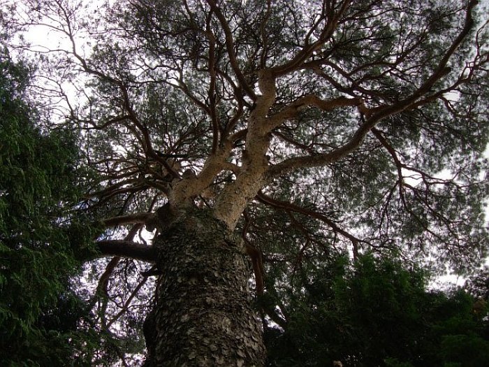 Переплетение